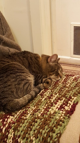 Squeaky, my tiger tabby, sleeping peacefully on a forest-green, chocolate-brown and cream-colored knitted blanket on top of my computer room chair. He stole my seat when I left to get a snack in the kitchen!