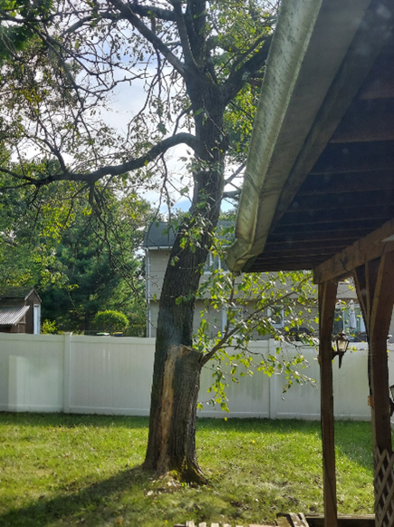 Towering tree in the backyard that was damaged by a lightning strike. The upper left side is black and leafless. At the base of the tree to the right is a healthy new branch growing just a few feet from the ground.